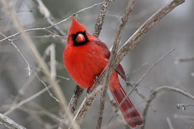 Cardinal for Paint Nature.jpg