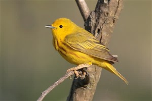 Yellow warbler.jpeg
