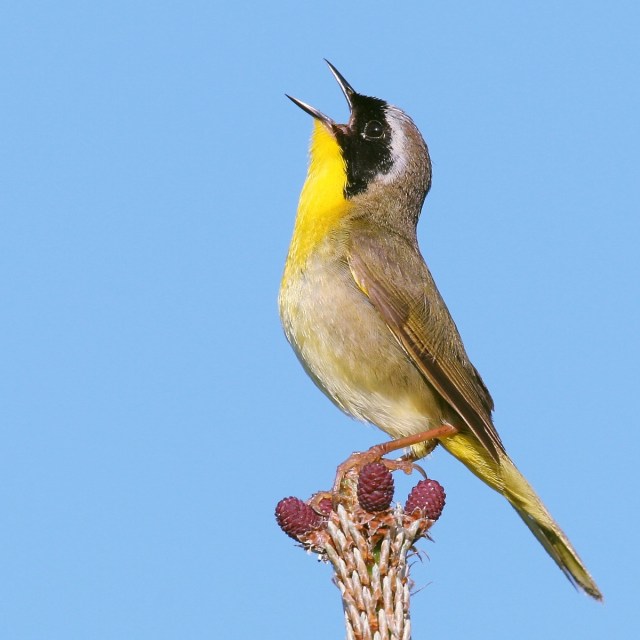 yellowthroat