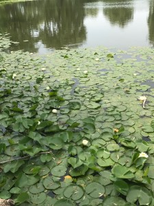 Lily Pads