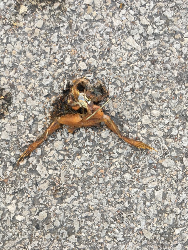 Frog 1.jpg