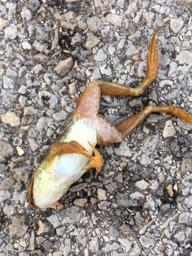 Frog 3.jpg