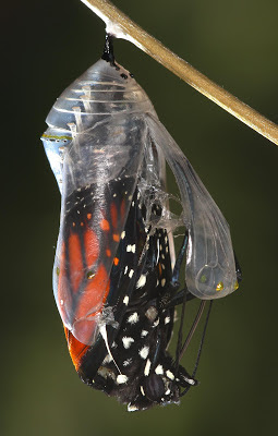 Chrysalis Emerging 4