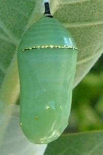 Monarchpupa.jpg