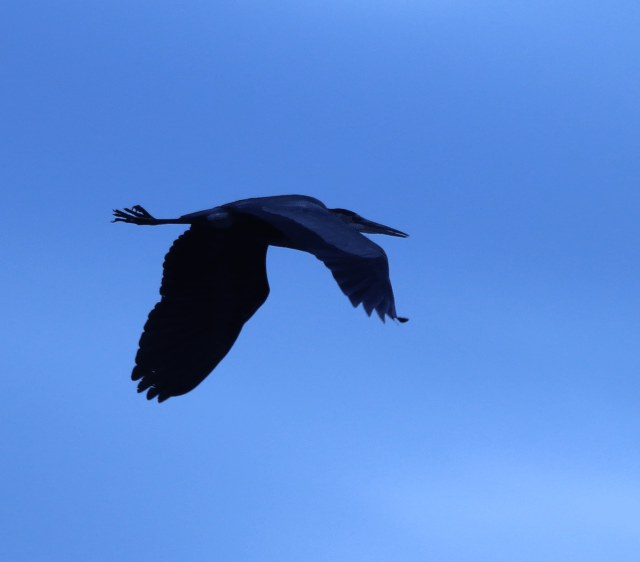 Blue Heron.png