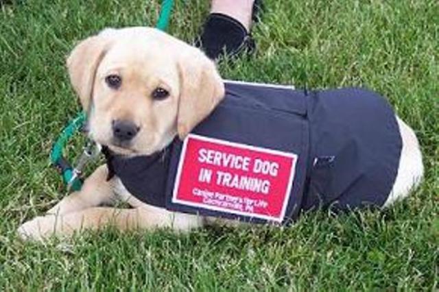 service-dog.jpg