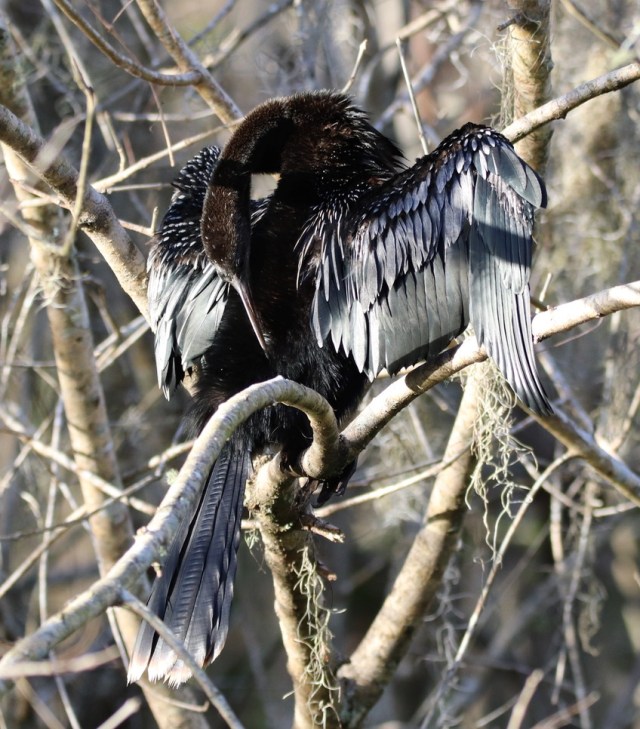 Anhinga