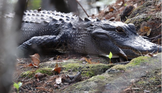 Gator Closeup.jpg
