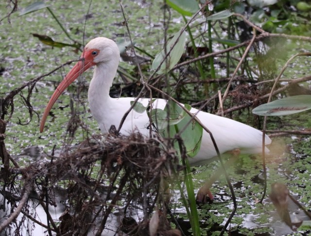 IBIS in Shade