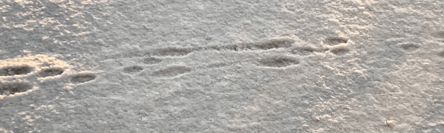 rabbit tracks.png