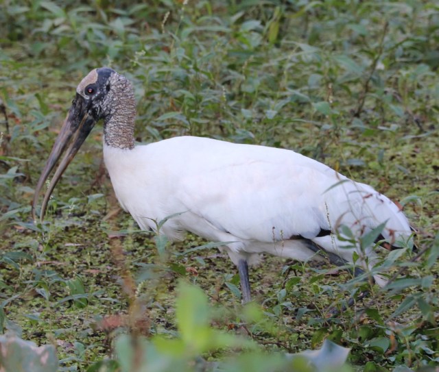 Wood Stork