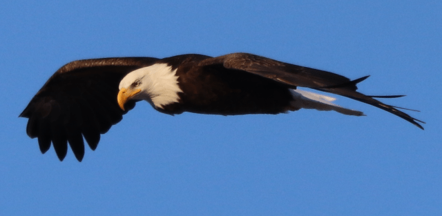 Bald Eagle Flight Two.png