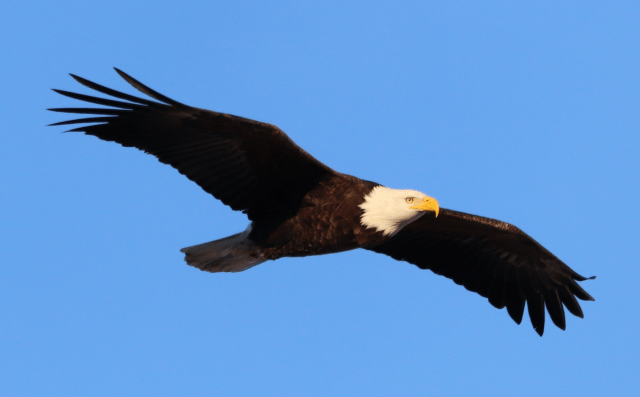 Bald Eagle Flight.png