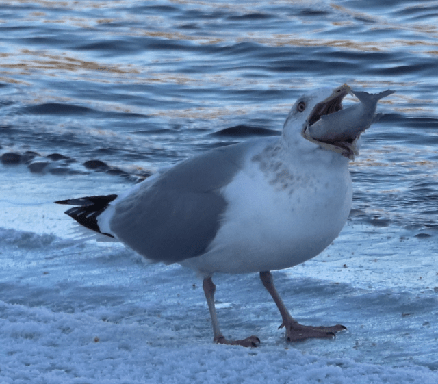 Herring Gull Flipping Fish.png