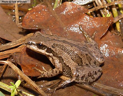 Chorus frog.jpeg