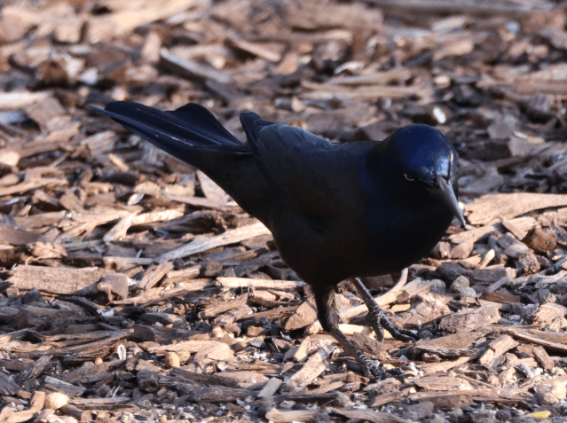Common Grackle.png