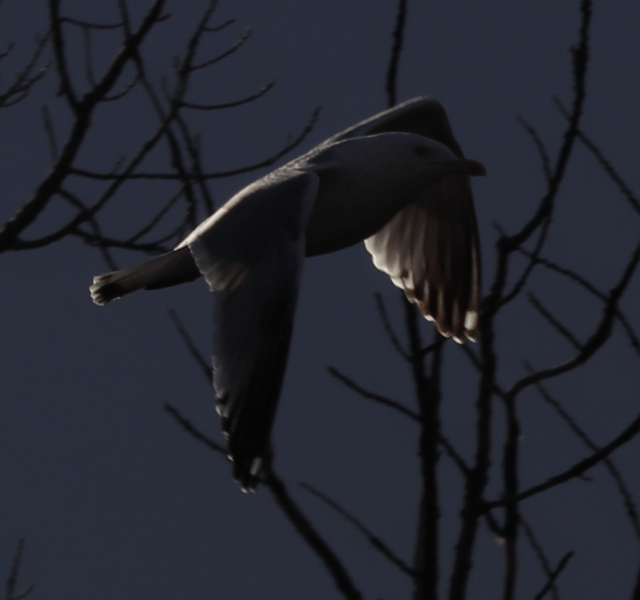 Gull Darkness.png