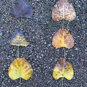 Cottonwood leaves