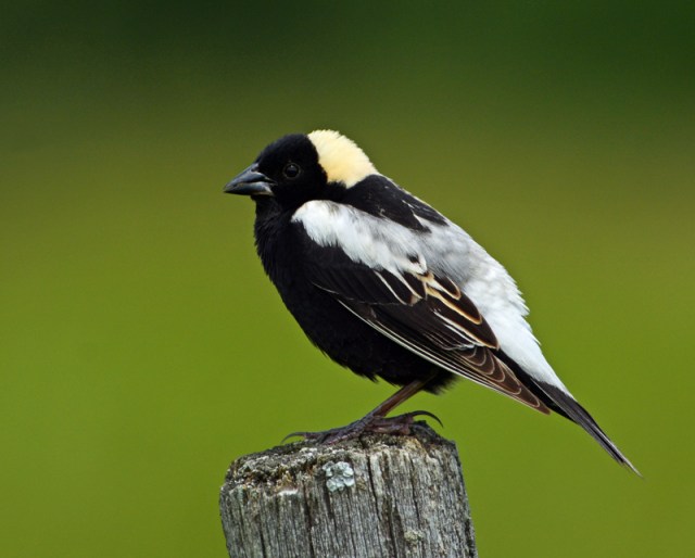 bobolink-male-eagle-point_doug-gimler.jpg