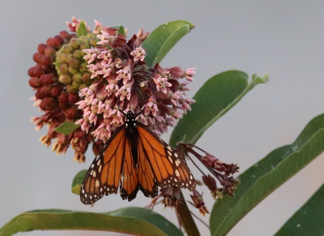 Monarch Milkweed Dusk.jpg
