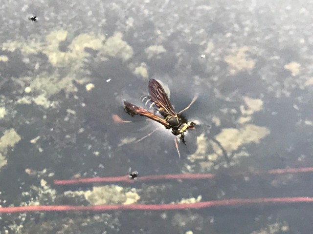 Wasp in Water.jpg