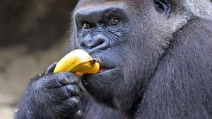 Gorilla-Banana-300x168.jpg