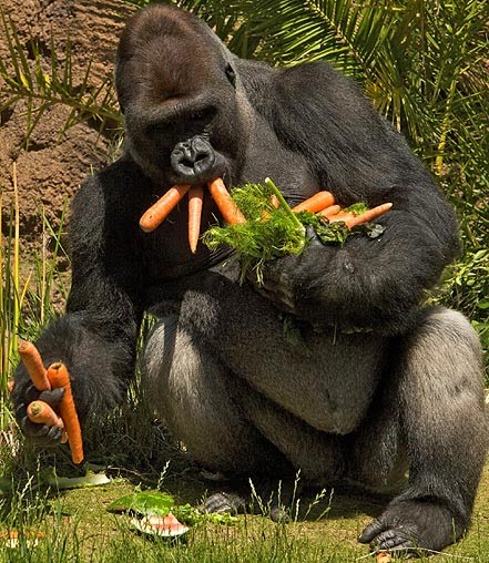 gorilla-carrots_676858n.jpg