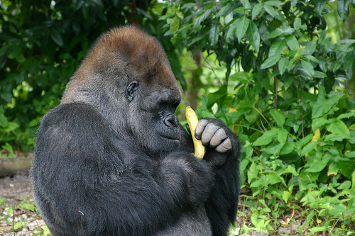 gorilla-eating-banana.jpg