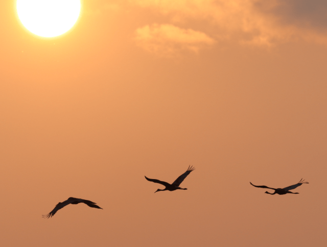 Sandhills Sunset.png